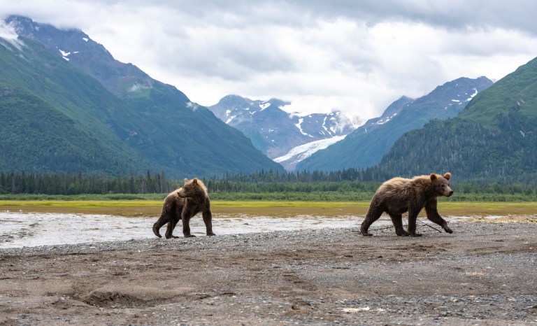 Grizzly bears in the Arctic National Wildlife Refuge in Alaska.