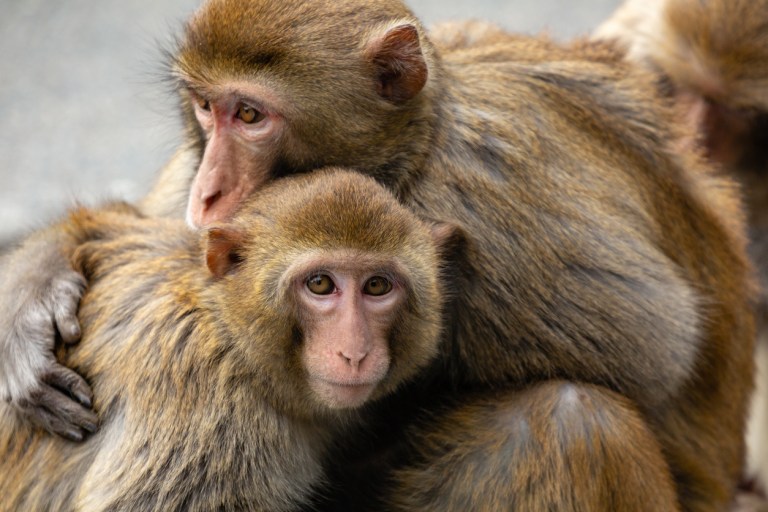 $500,000 ‘to turn monkeys transgender’: Watchdog trashes government spending
