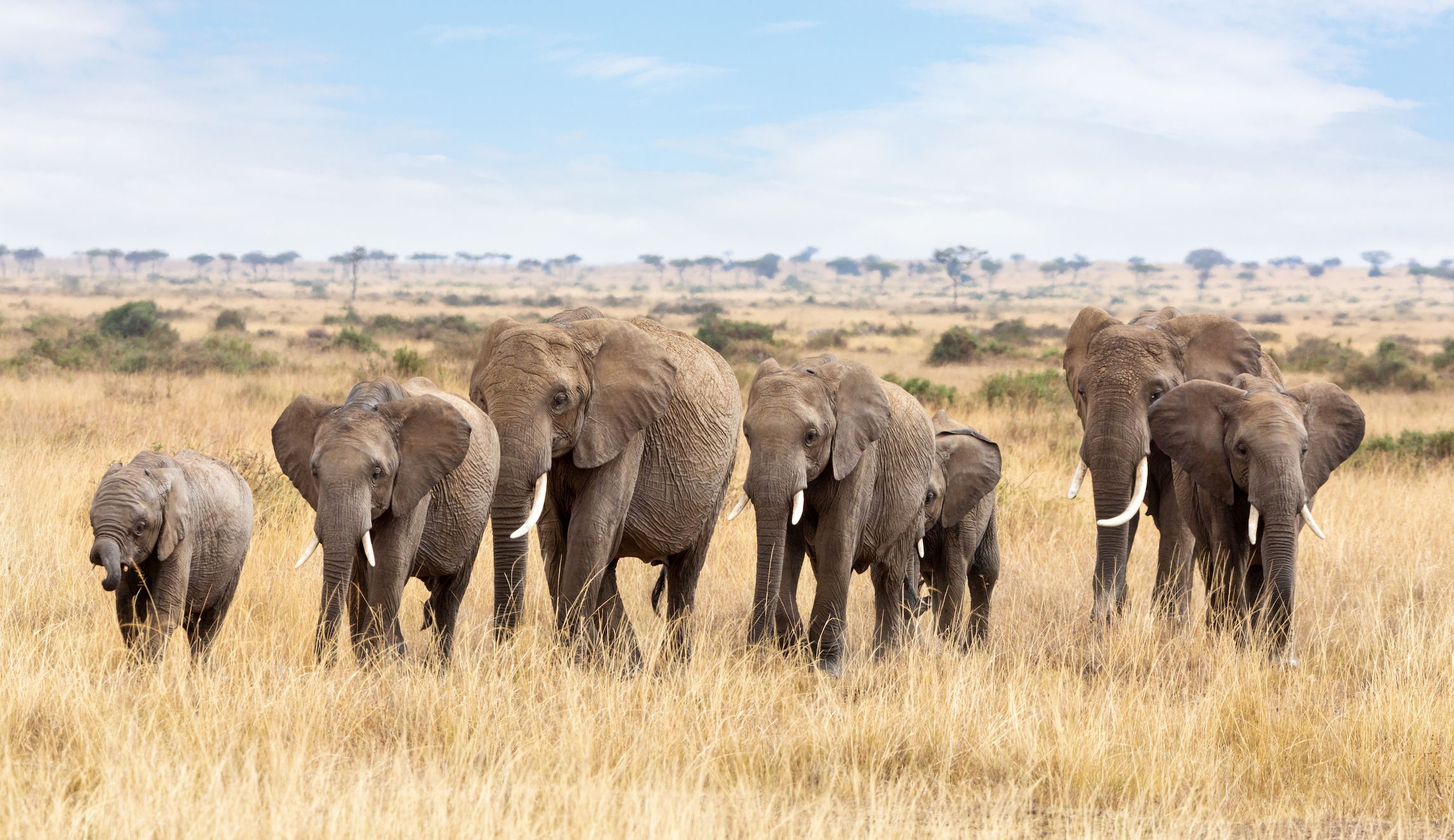 ‘A stronger, more humane New York’: Gov. Cuomo signs bill outlawing elephant performances