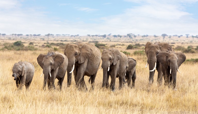 ‘A stronger, more humane New York’: Gov. Cuomo signs bill outlawing elephant performances