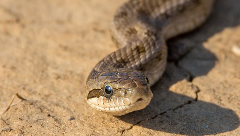 Nearly 100 rattlesnakes removed from underneath California home