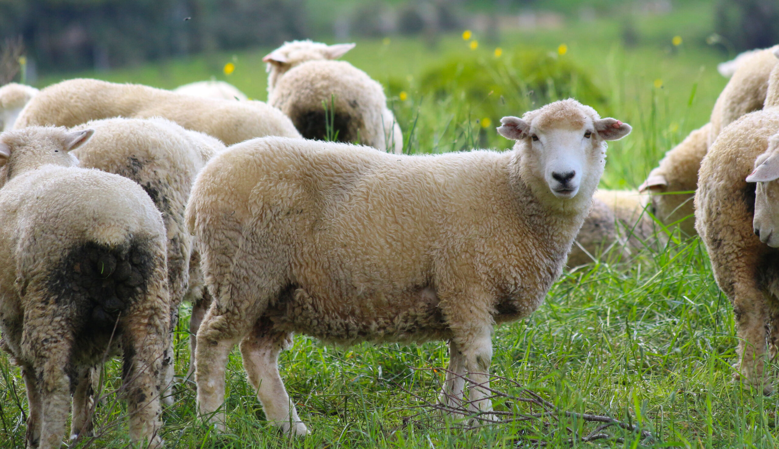 The wealthy are like sheep: You can fleece them many times but skin them only once