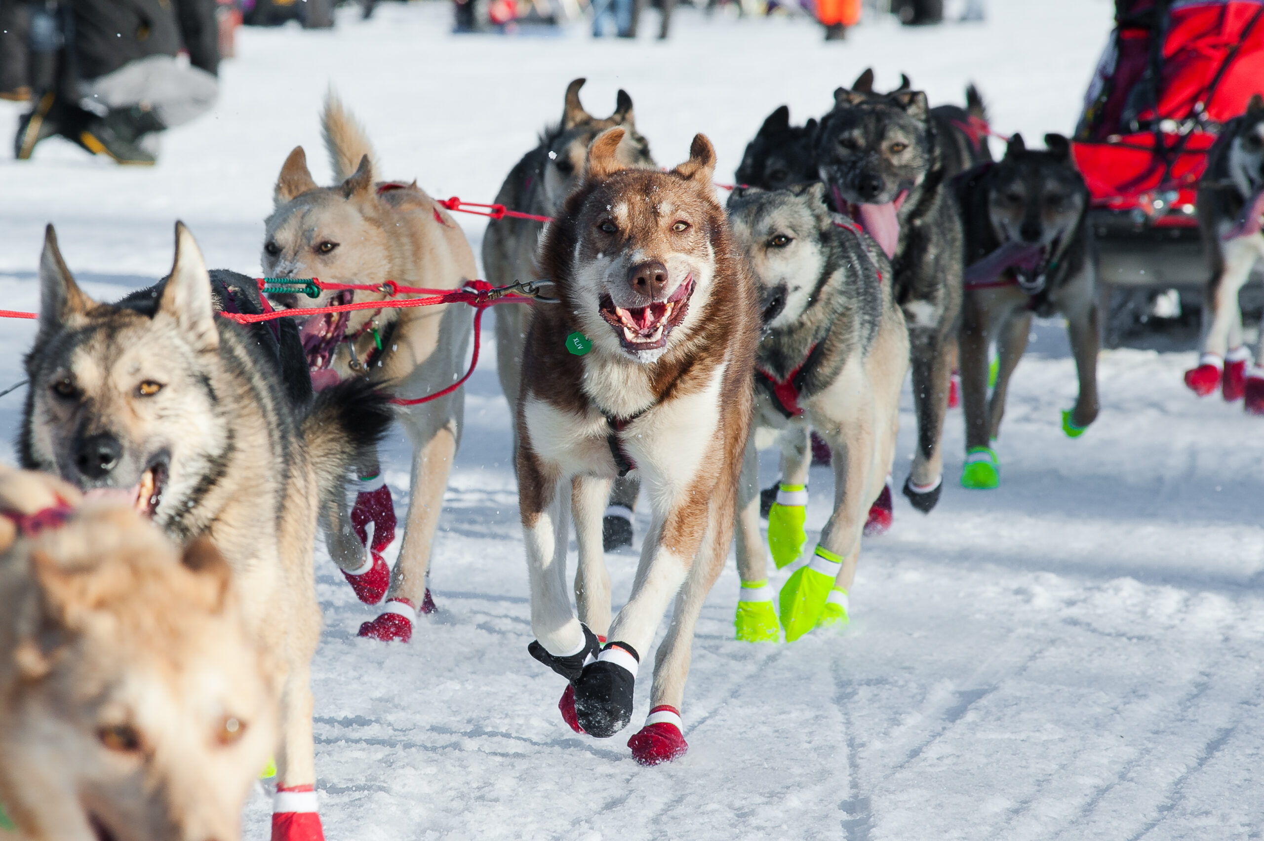 Giant bull moose attacks Iditarod sled dog team, four dogs seriously injured