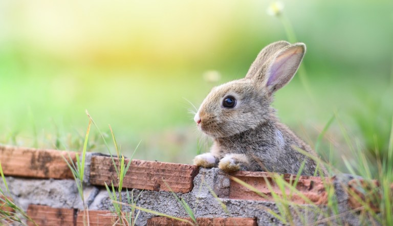 Texas community passes the hat for rabbits