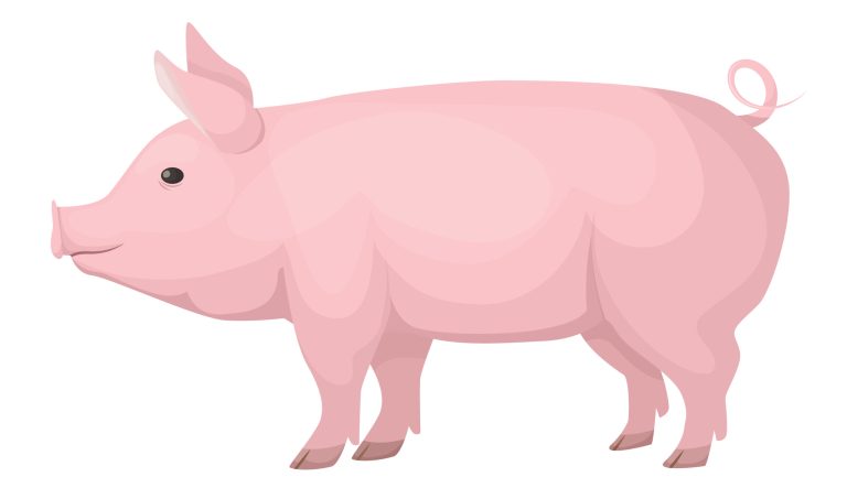 Cartoon rendering of a pig.