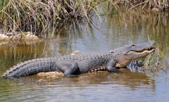 Yes, crocodiles are more dangerous, but don’t underestimate alligators!