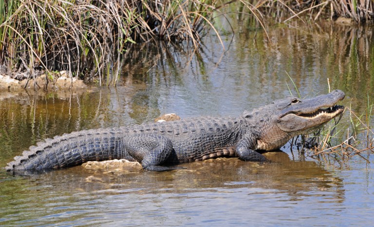 An alligator is seen in the Everglades, Florida.