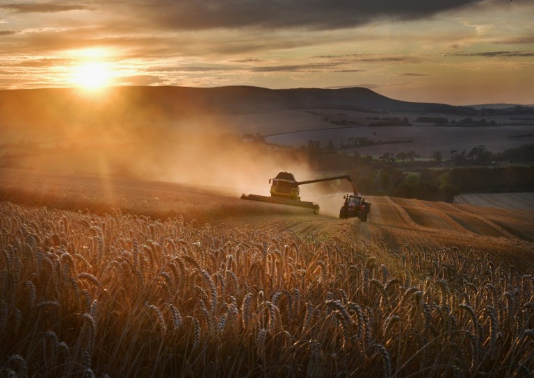 Wheat being harvested