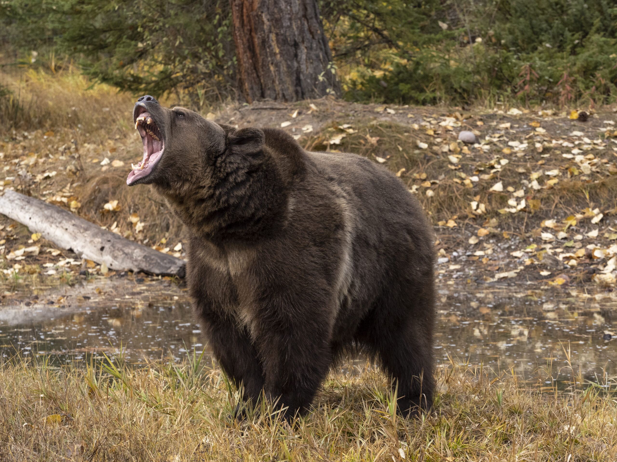 Alaska man recovering from bear attack that left him with crushed jaw