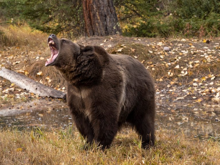 Alaska man recovering from bear attack that left him with crushed jaw