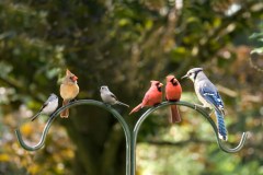 Dozens of bird species being renamed to avoid use of racist names
