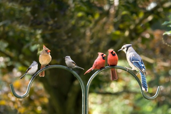 Dozens of bird species being renamed to avoid use of racist names