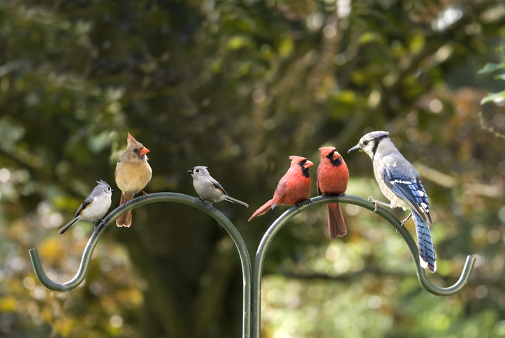 Birds of different feathers flocking together.