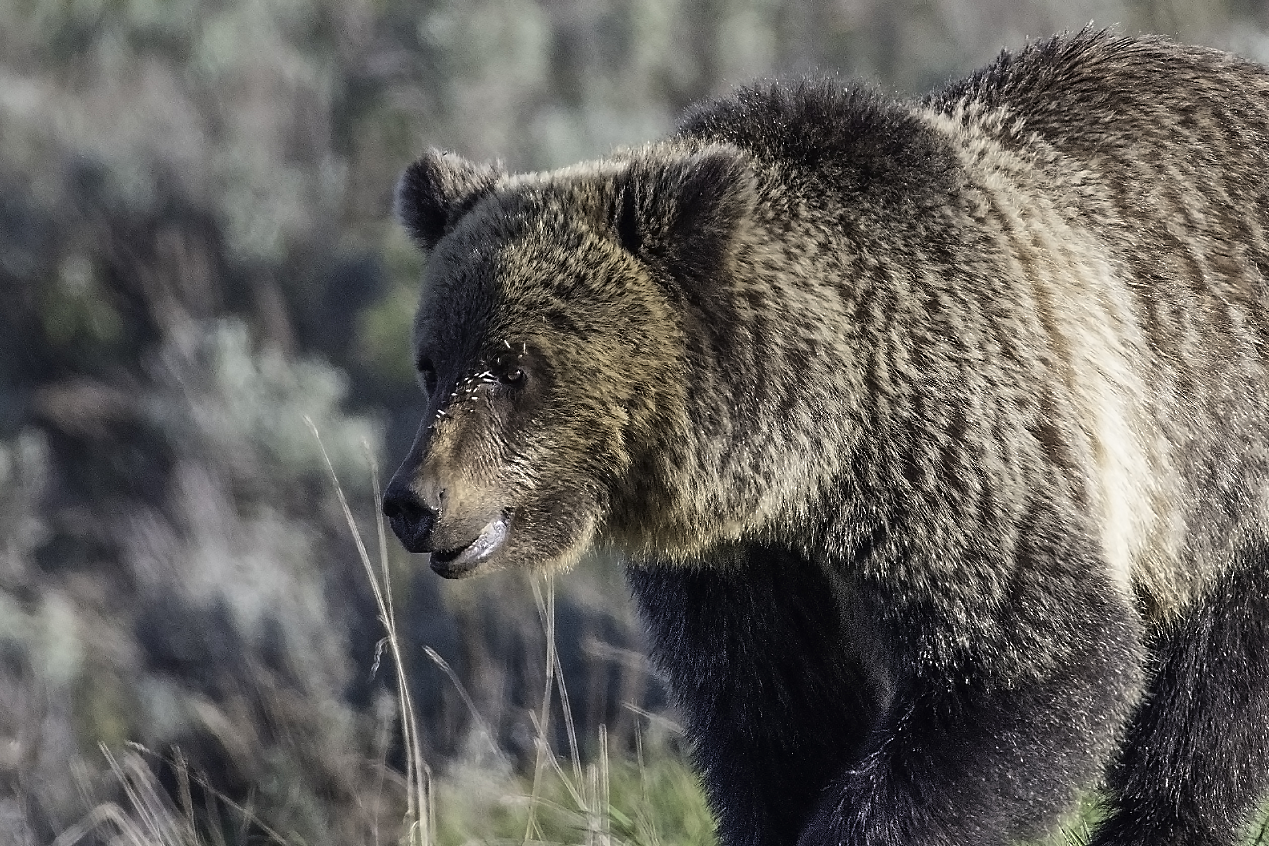 Woman charged after close encounter with Yellowstone grizzly