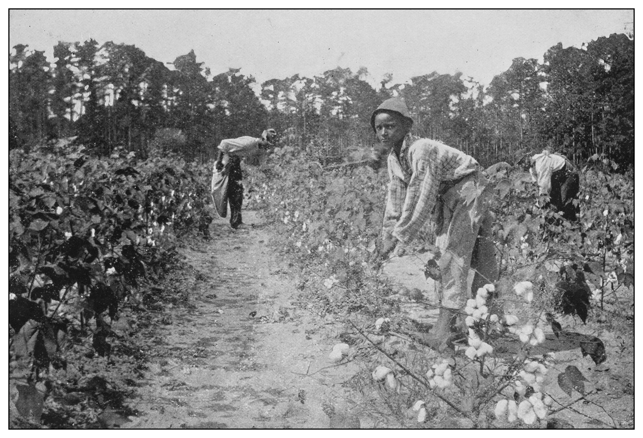 1776 truth vs 1619 falsehoods