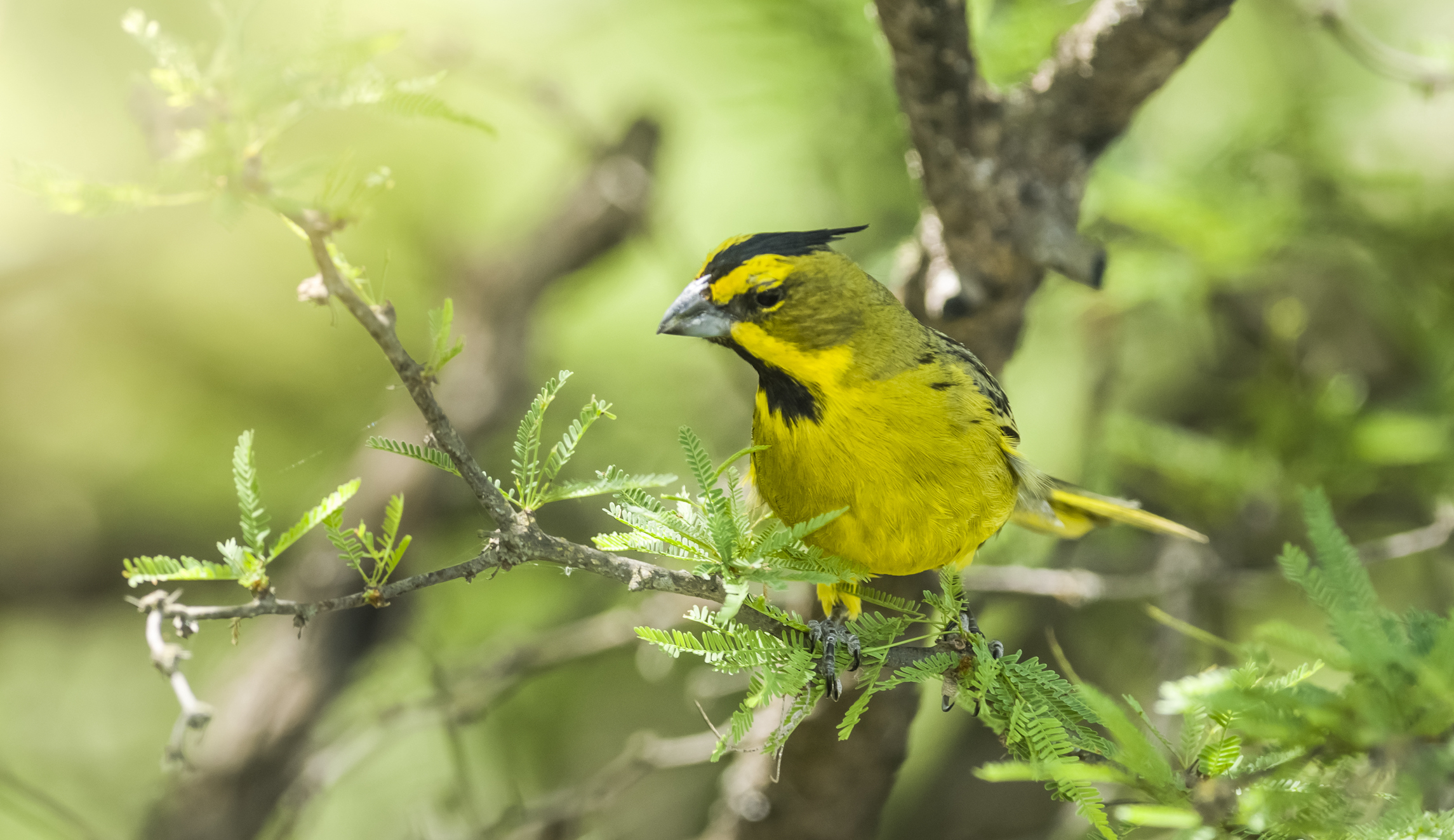 SEE IT: Rare yellow cardinal seen in Florida