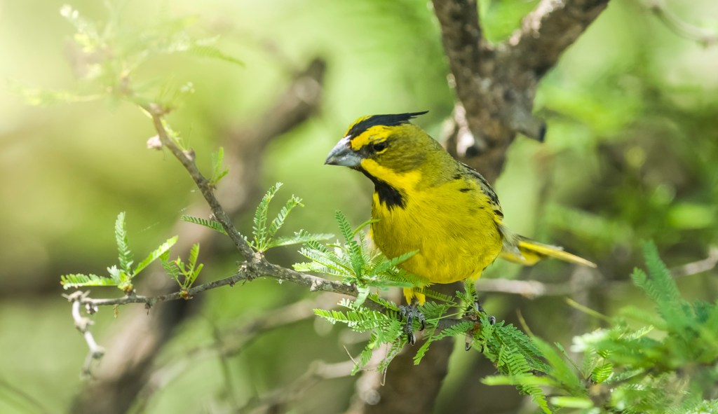 SEE IT: Rare yellow cardinal seen in Florida