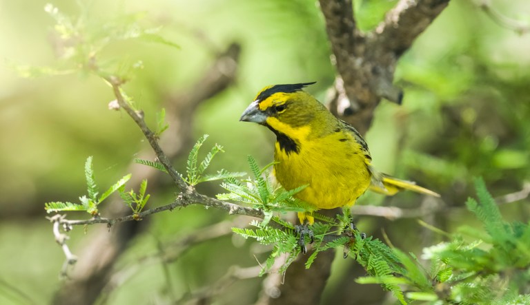 SEE IT: Rare yellow cardinal seen in Florida