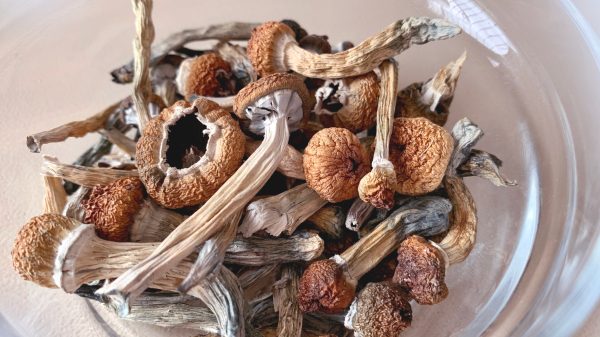 California governor vetoes bill to decriminalize psychedelics