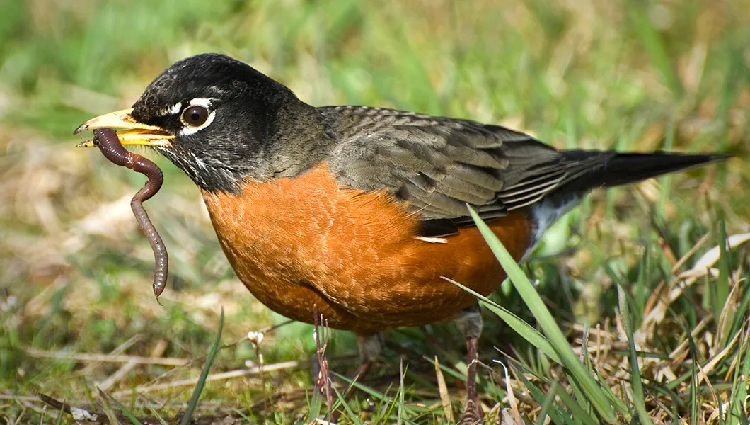 Michigan state bird impaled with dart found dead near Detroit