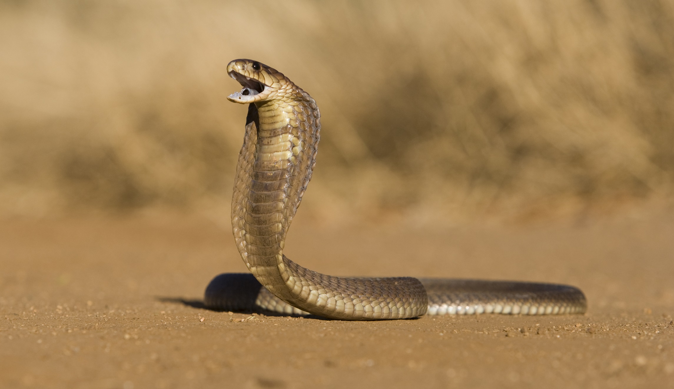 COBRA subsidies would constrict the economy