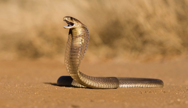 COBRA subsidies would constrict the economy