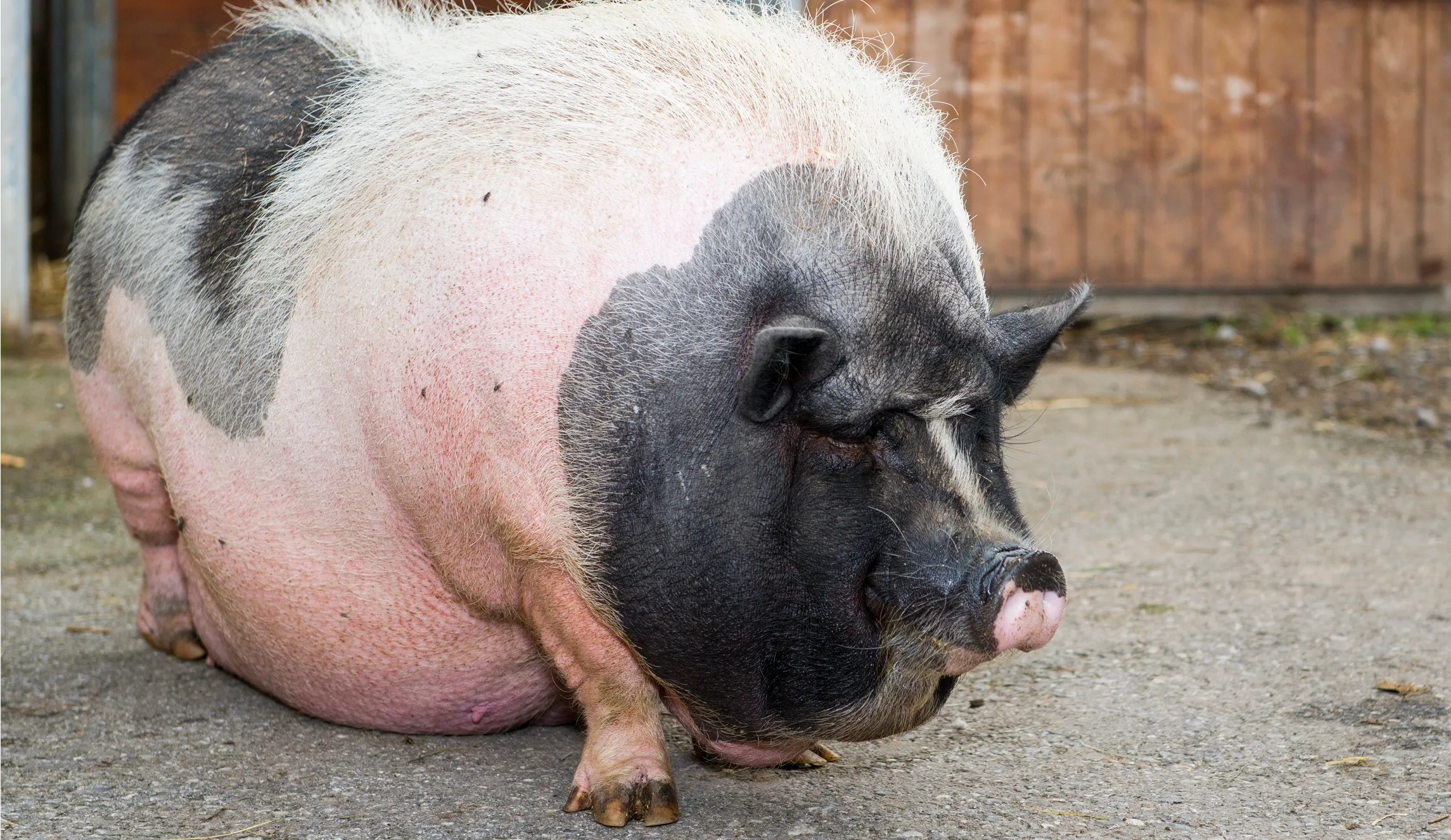 Rep. Ted Budd: Drain the swamp, eradicate earmarks