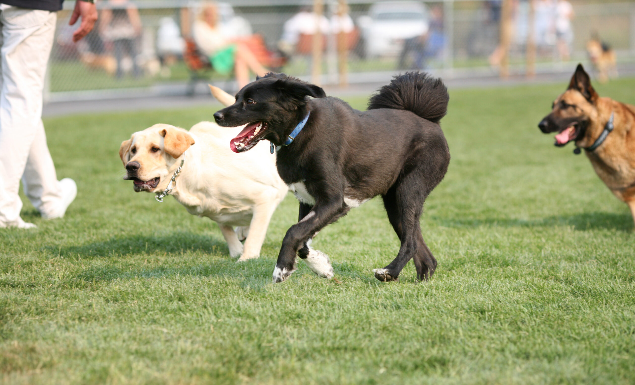 Who let the dogs bark?: DC elites in feud over dog park