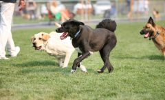 Who let the dogs bark?: DC elites in feud over dog park