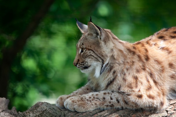 'He saved my life': North Carolina couple recount attack by rabid bobcat seen in viral video