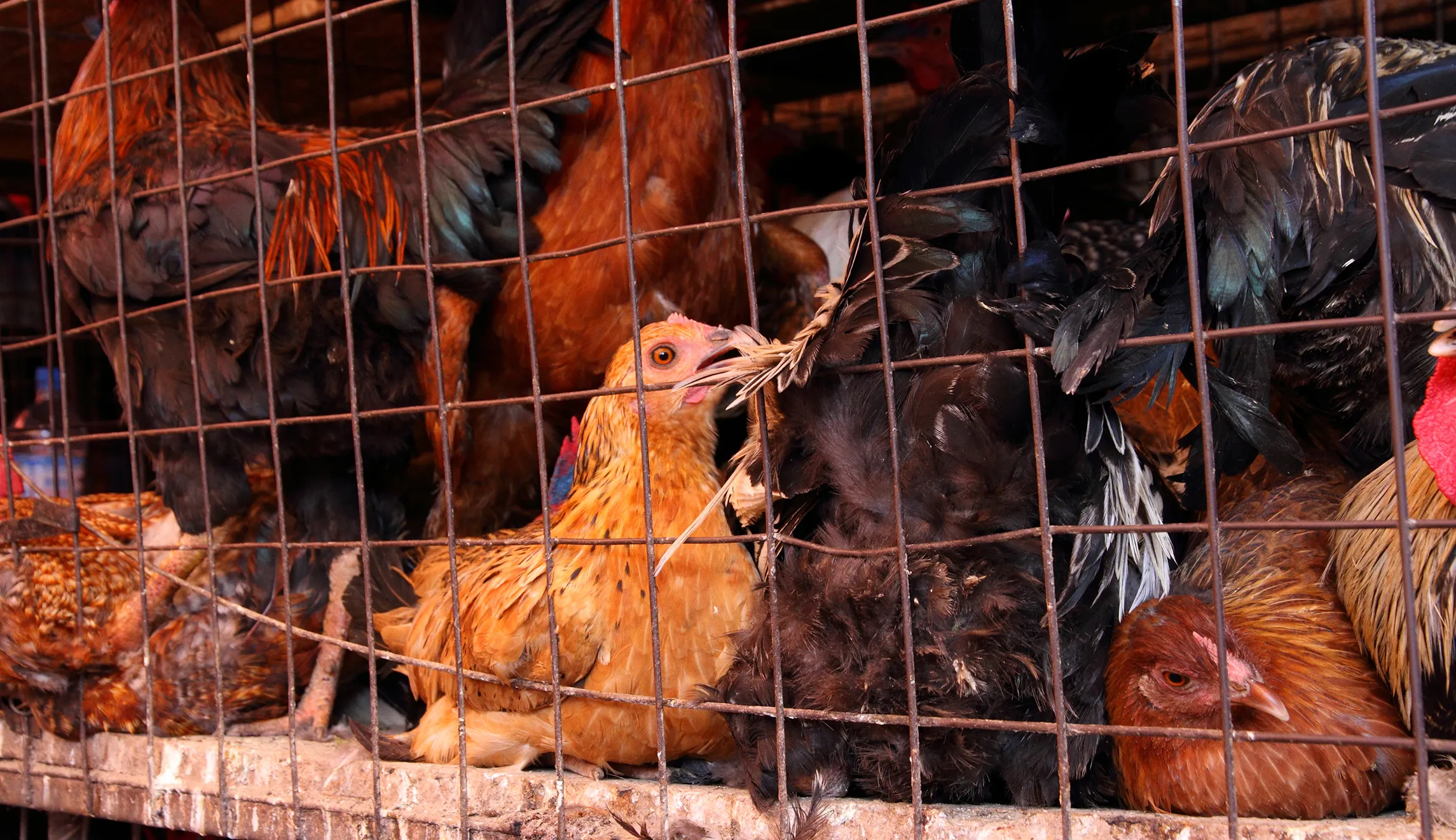 Suffocating healthy farm animals during a pandemic is not ‘euthanasia’