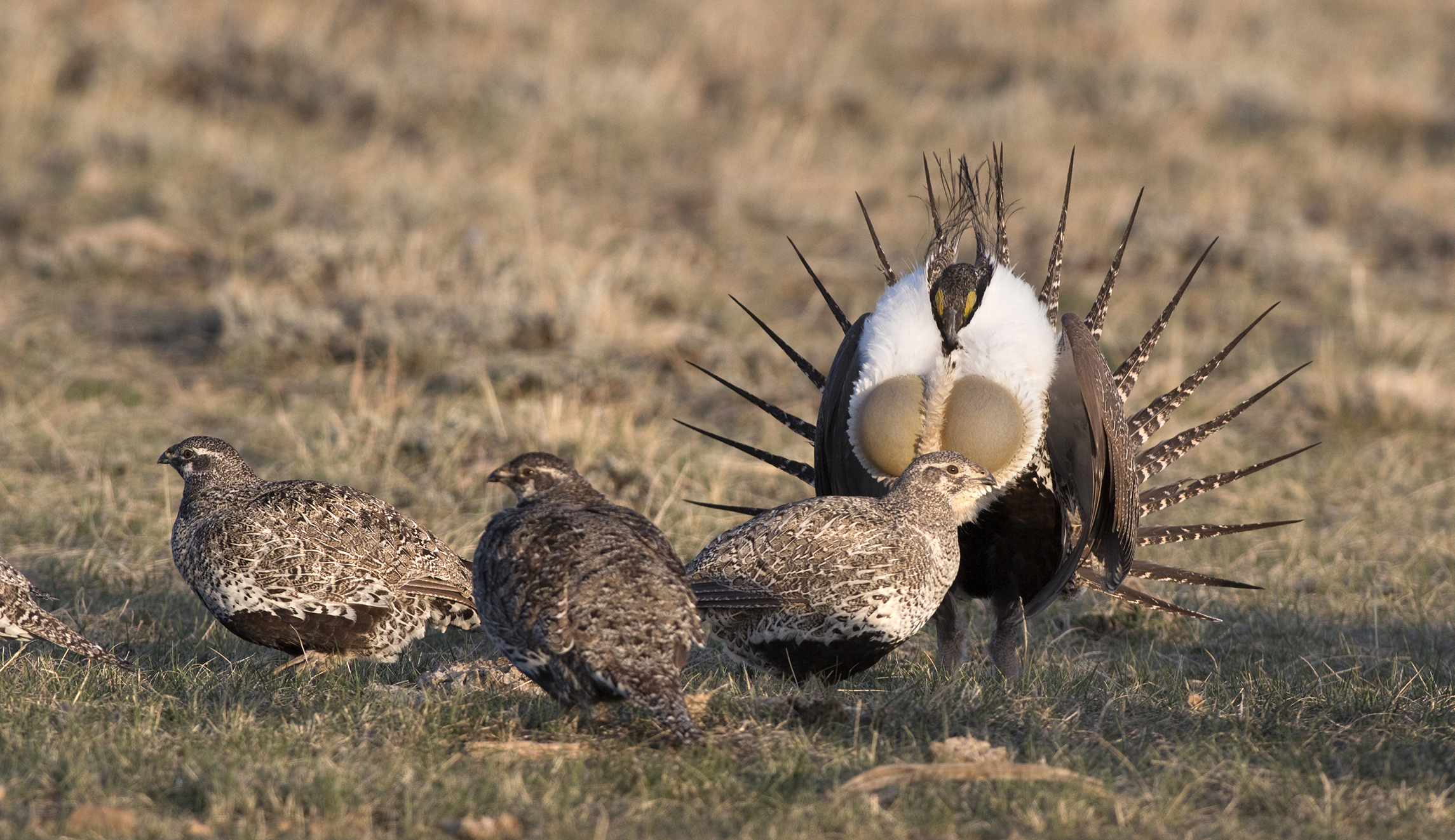 Pentagon sides with House GOP on sage-grouse in defense bill