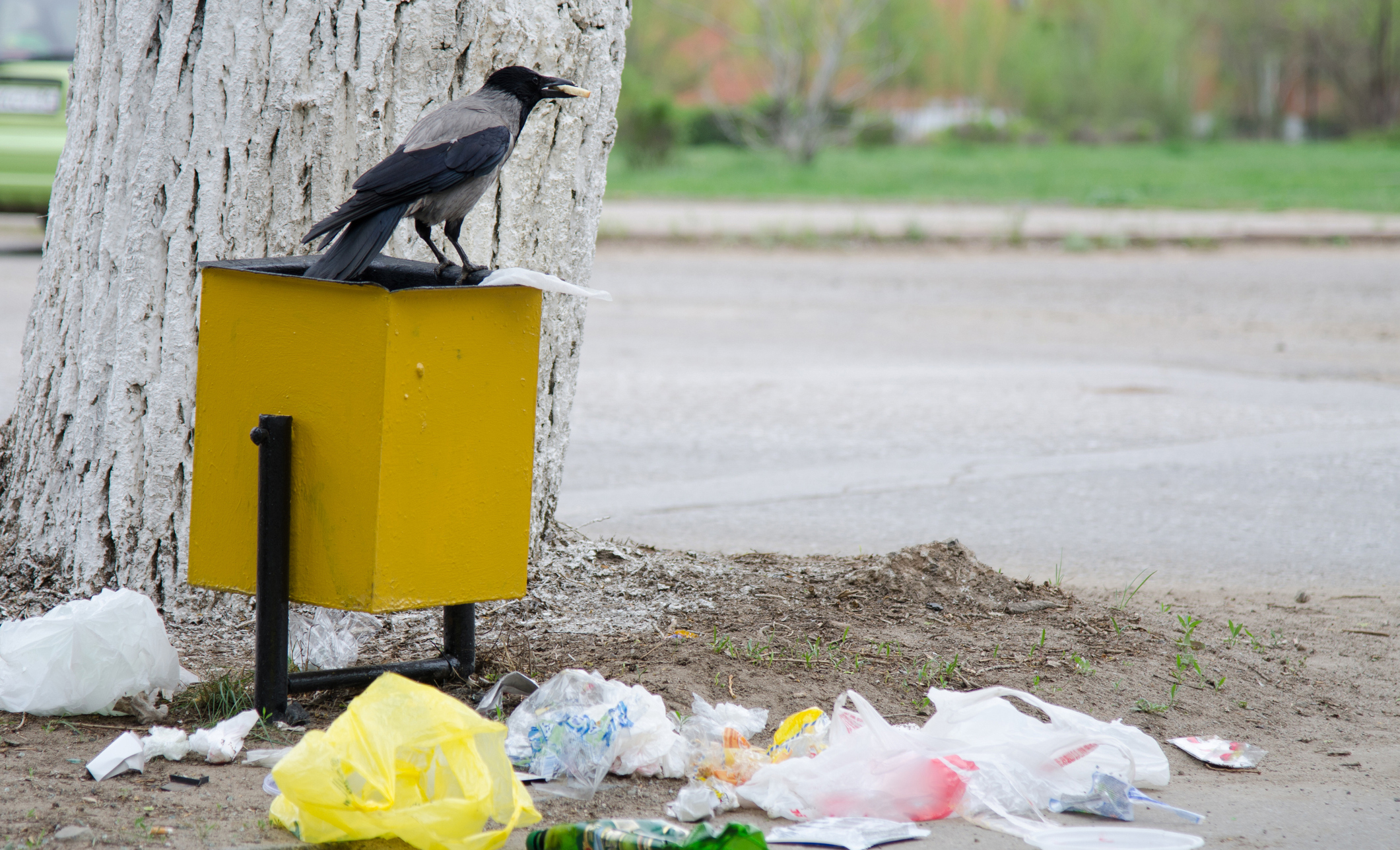 Study finds fast food in trash is giving American crows high cholesterol