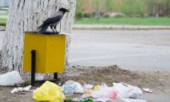 Study finds fast food in trash is giving American crows high cholesterol