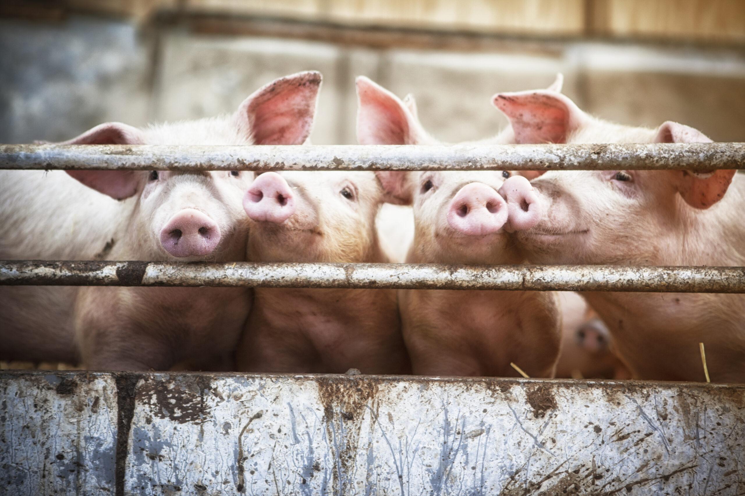 Nearly 40% of House seeks to block repeal of California pork restrictions
