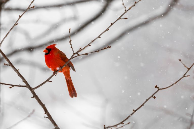 Half-male, half-female cardinal spotted in Pennsylvania
