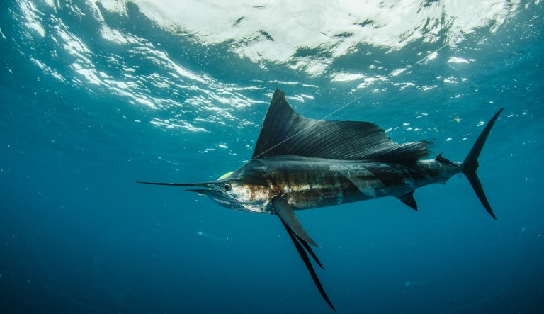 100-pound fish flies out of water and stabs woman on boat in groin
