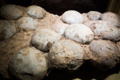 Researchers find a preserved dinosaur embryo in a fossilized egg