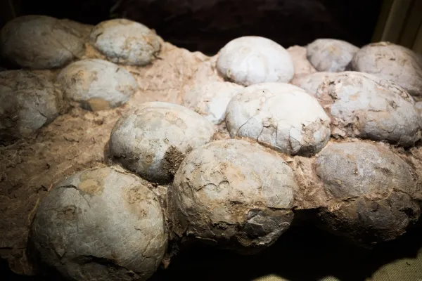 Researchers find a preserved dinosaur embryo in a fossilized egg