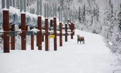 House votes to ban drilling in Arctic wildlife refuge, reversing part of GOP tax bill