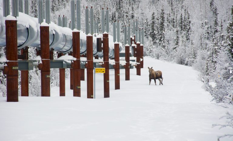 The Trans-Alaska Pipeline System featuring a moose.
