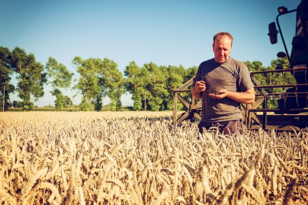 Sow tariffs, harvest pain
