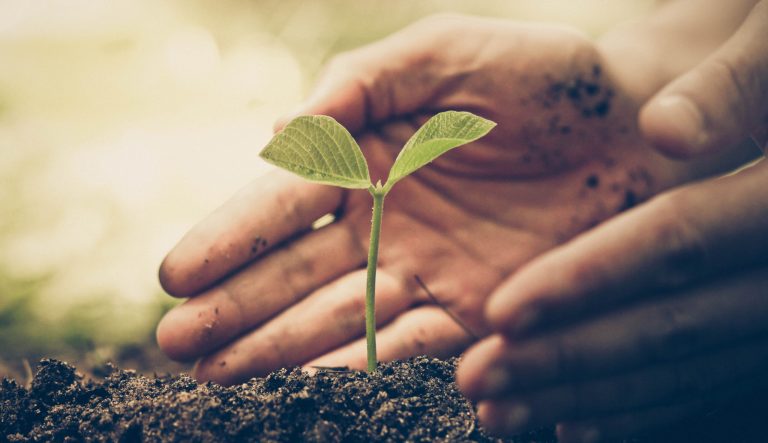 The hand of a farmer nurturing a young, green plant.