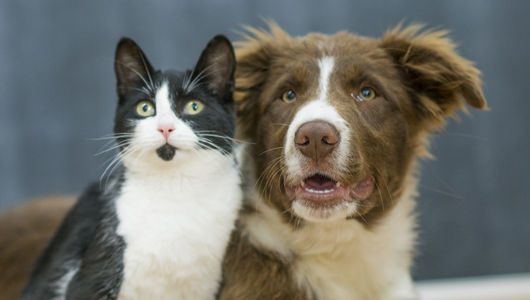 Eating cats and dogs is bad, says Congress