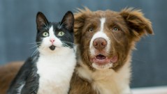 Dogs, cats and cows are the subject of legislation filed at the Illinois Capitol