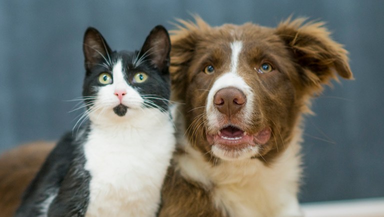 The House voted Wednesday to ban the use of dogs and cats as a source of food for humans.