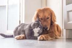 Let people eat cats and dogs