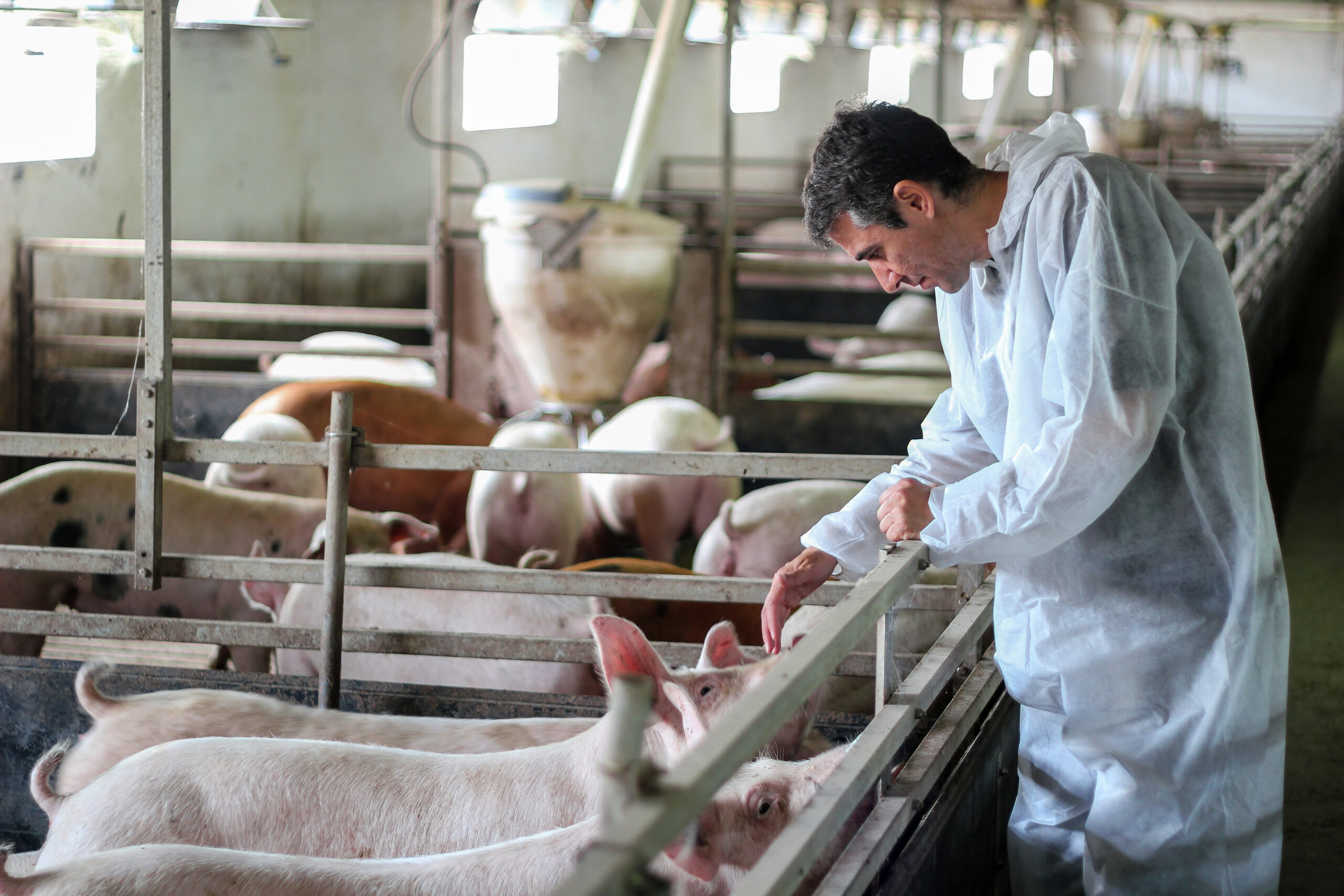 Animal activists dangle China boogeyman in fight over California pork restrictions