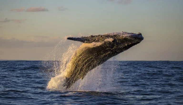 A humpback whale breaching.