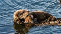 Interior’s wildlife chief resigns amid changes to endangered species rules